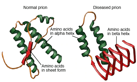 Viruses, Viroids, Prions & Lichens | Additional Study Material for NEET