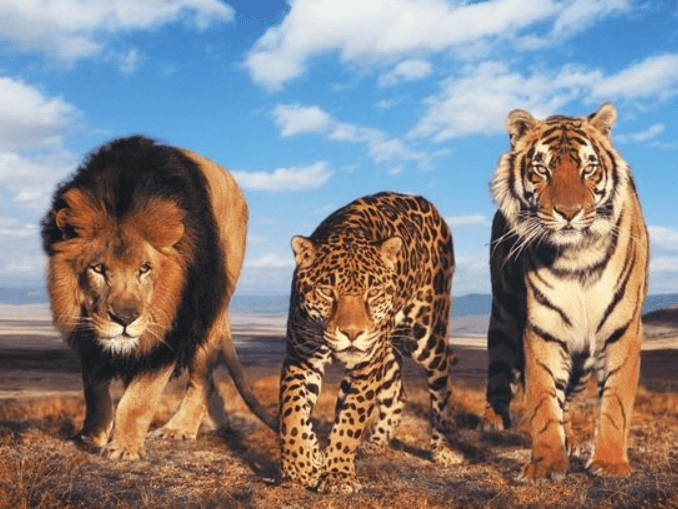Carnivores