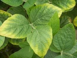 Fig: Potassium in plants and soil