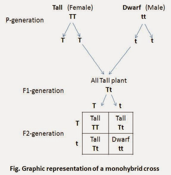 Overview: Heredity | Science Class 10