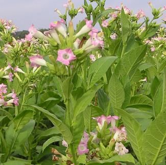 Tobacco cultivation