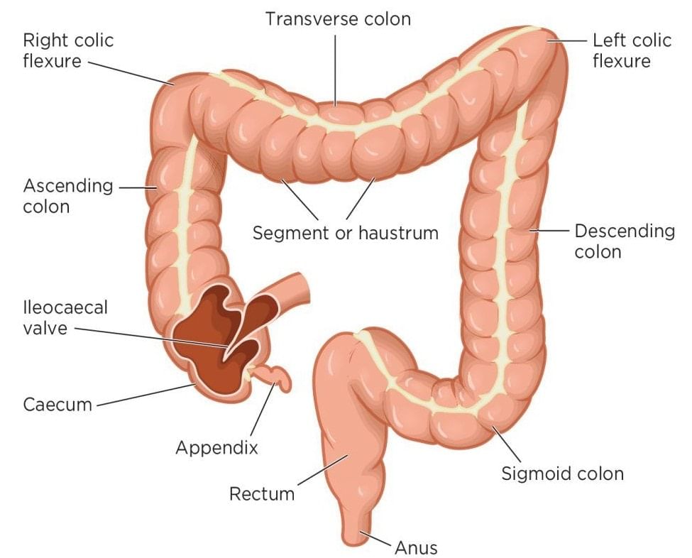 Anatomy of Large Intestine
