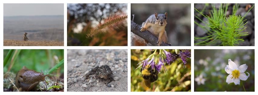 Fig: Phenotypic adaptation