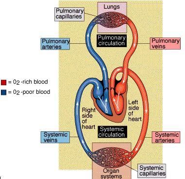 Fig: Flow of blood