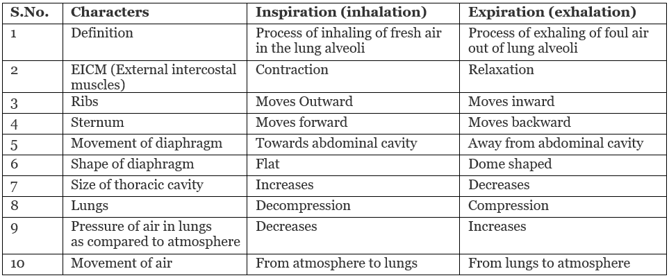 Respiration in Humans & Plants | Science Class 10