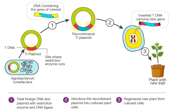 Biotechnology Principles and Processes Class 12 Notes Biology Chapter 9