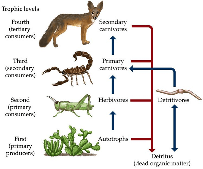 Trophic levels