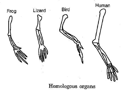 Class 10 Science: CBSE Sample Question Paper (2019-20) - 1 | Science Class 10