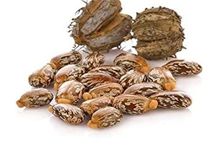 Castor seed