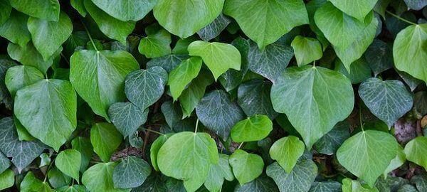 Leaves