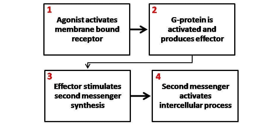 General Schematic of Second Messenger Mechanism