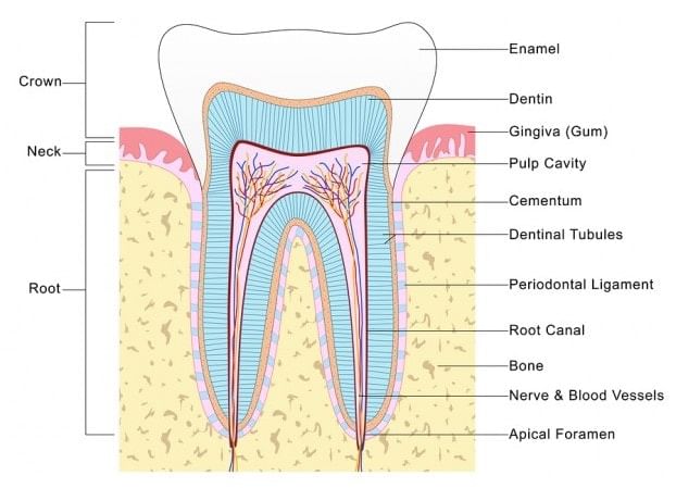 Structure of Tooth