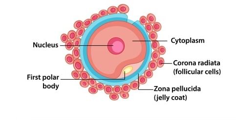Human Ovum