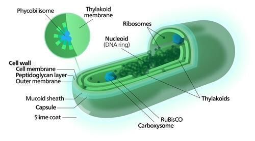 Cyanobacterial cell