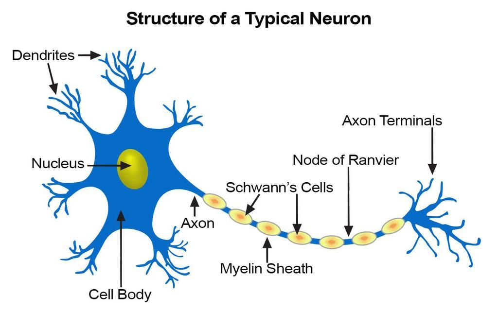 NCERT Summary: Summary of Biology - 1 | Science & Technology for UPSC CSE