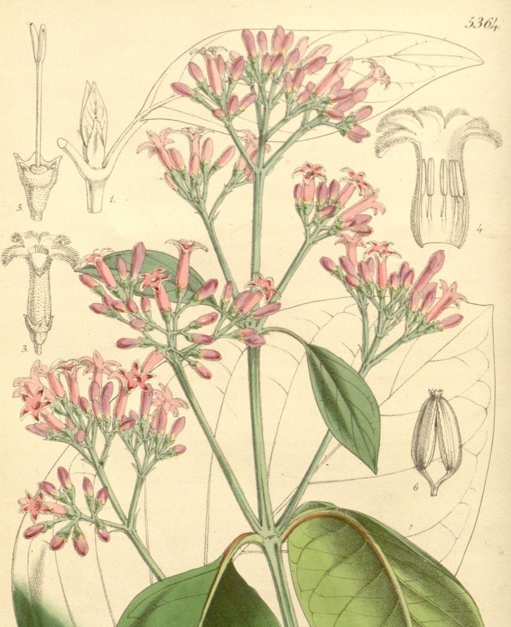 Cinchona Officinalis