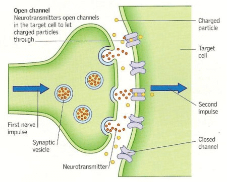 Transmission of Nerve Impulse across Synapse