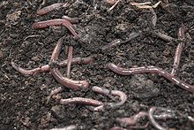 Fig: Vermi-composting
