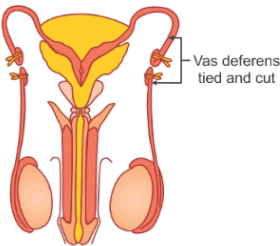 Class 10 Science Chapter 7 Practice Question Answers - How Do Organisms Reproduce