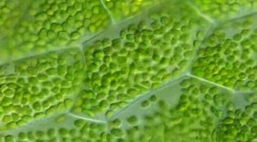 Chlorophyll Cells