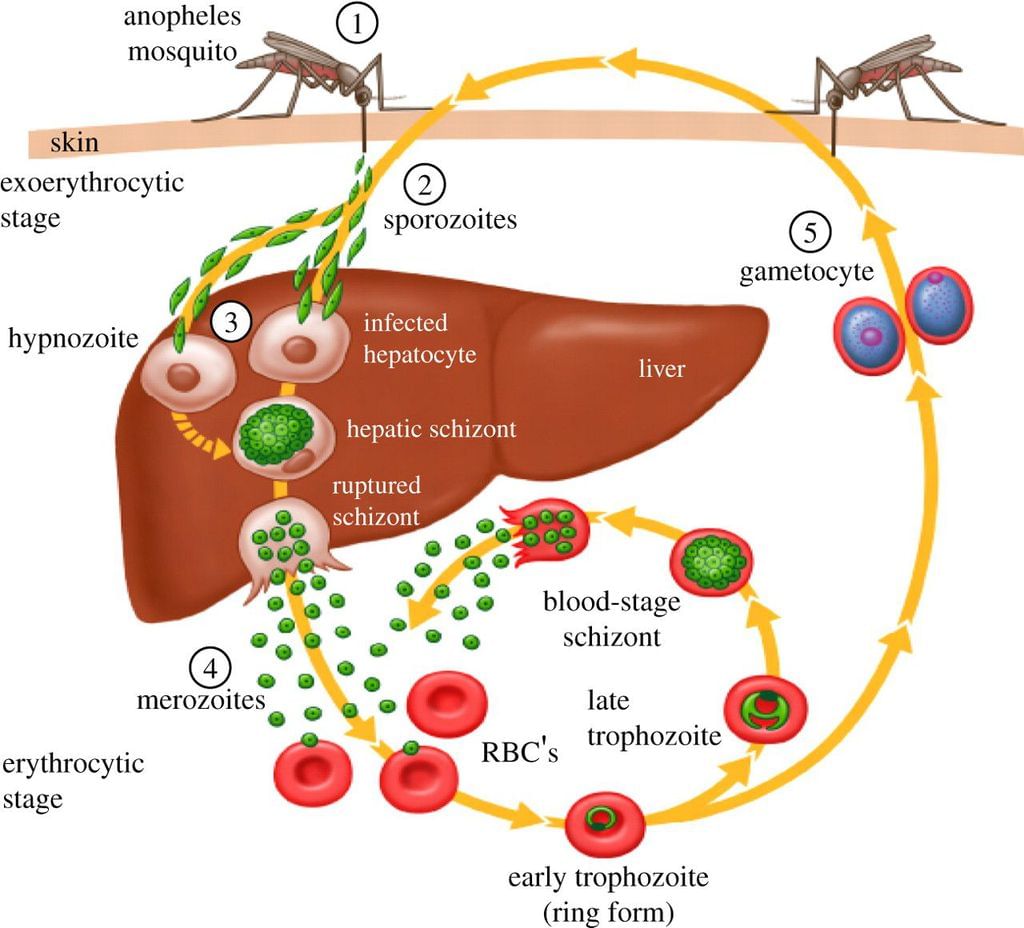 Life Cycle of Plasmodium