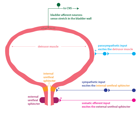 Excretory Products & their Elimination NCERT Solutions | Biology Class 11 - NEET