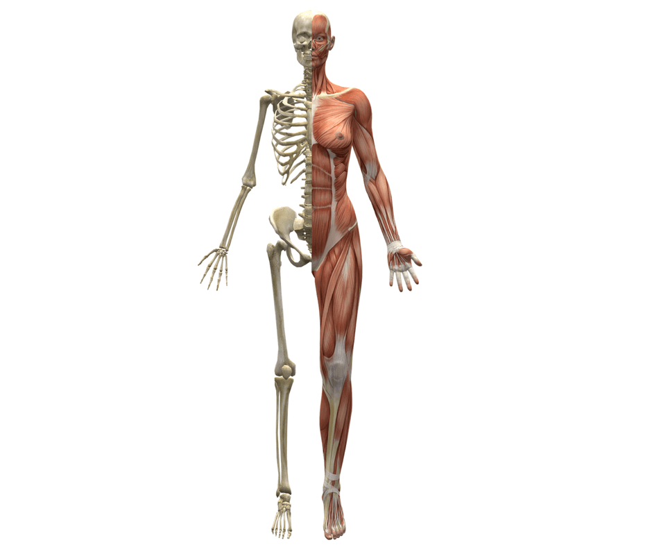Fig: Kinesiology