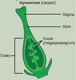Parts of the Gynoecium, Seed, Causes of Dormancy, Fruit, Transpiration, Wilting | Science & Technology for State PSC Exams - BPSC (Bihar)