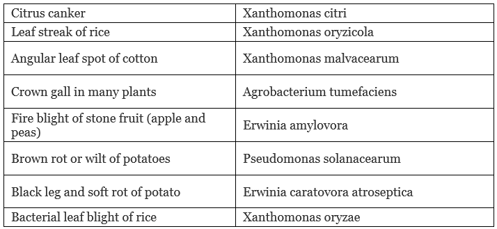 Economic Importance, Harmful Effects & Types of Bacteria | Additional Study Material for NEET