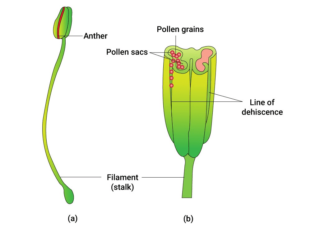 (a) Stamen(b) 3-D Cut-section of an Anther