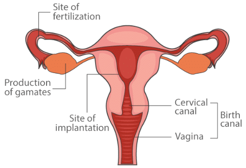 NCERT Exemplar: Human Reproduction | Biology Class 12 - NEET