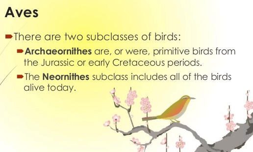 Classification of Aves