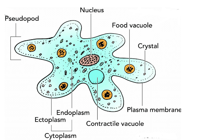 Phylum: Protozoa (Amoeba & Plasmodium) | Additional Study Material for NEET