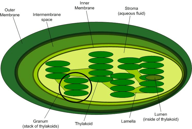 Chloroplasts