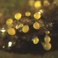 Myxobacteria