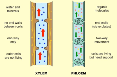 Xylem and Phloem Tissues