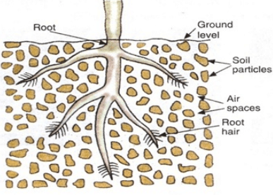 Respiration in Humans & Plants | Science Class 10
