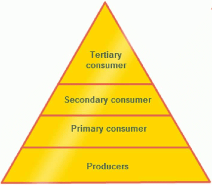 Pyramid of numbers