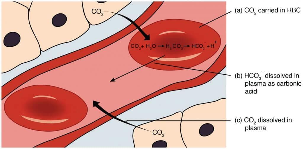 Transportation of CO2 through RBCs