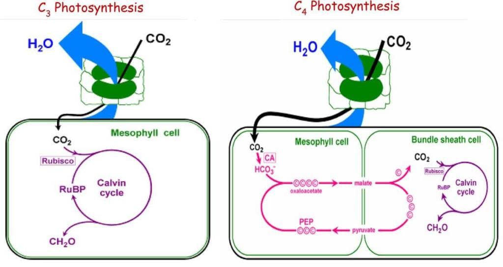 C3 vs C4 plants