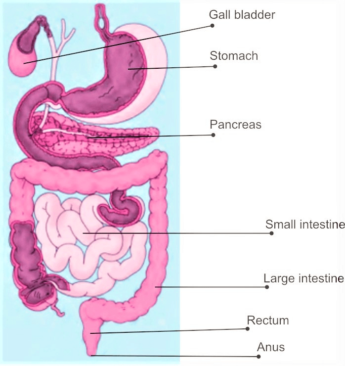 NCERT Solutions for Class 7 Science - Nutrition in Animals