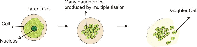 Multiple Fission in Plasmodium