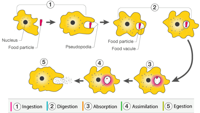 Life Processes: Nutrition & Metabolism | Science Class 10