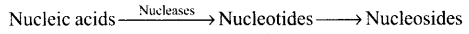 NCERT Exemplar: Digestion and Absorption (Old NCERT) | Biology for Grade 11