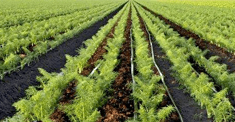 Drip irrigation system