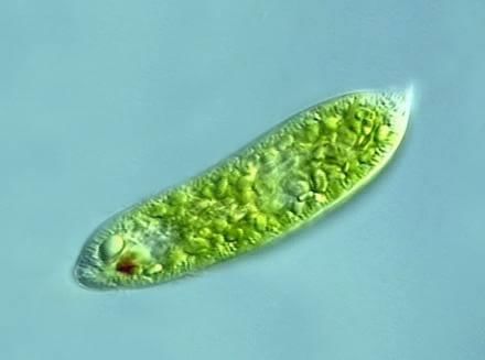 Euglenoid