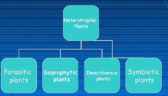 Fig. Heterotrophic nutrition