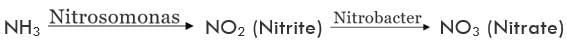 Economic Importance, Harmful Effects & Types of Bacteria | Additional Study Material for NEET