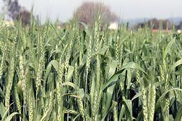Class 10 Geography Chapter 4 Notes - Agriculture