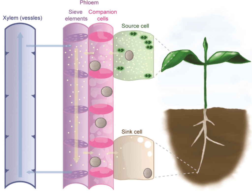 Vascular System in Plants